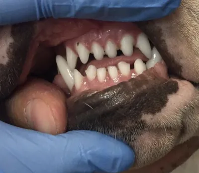 Померанский щенок и проблемы с зубами, неправильный прикус и молочные зубы,  двойной молочный клык | Премиум Фото