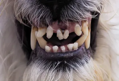 Миф 1. Ухватка портит прикус у собаки — Видео | ВКонтакте