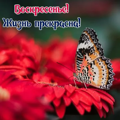 Идеи на тему «Воскресенье» (60) | воскресенье, утро воскресенья, доброе утро