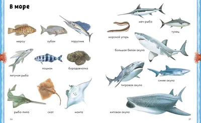 Рыбы ? фото с названиями для детей для дошкольного обучения