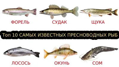 Виды и виды рыб. Моревая вода: стоковая векторная графика (без лицензионных  платежей), 463450334 | Shutterstock