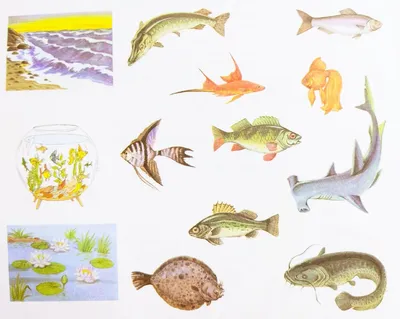 Белая речная рыба - картинки и фото poknok.art