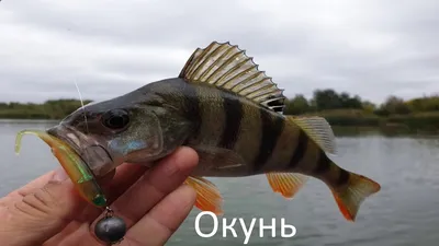 Рыбы из аквариума – Palmira Palace Крым, лучшие отели Ялта 2023