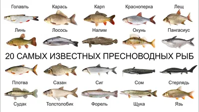 Пресноводные рыбы россии фото фото