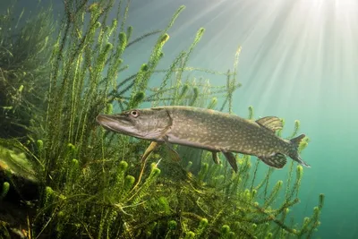 Чем опасна рыба: какие заболевания передаются с речной рыбой - 7 ноября  2021 - 45.ru