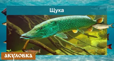 Пресноводные рыбы, живущие в водоемах России | Рыбалка Лучший отдых | Дзен