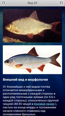 Рыбы в заповедниках России. Том 1. Пресноводные рыбы, Коллектив авторов –  скачать pdf на ЛитРес