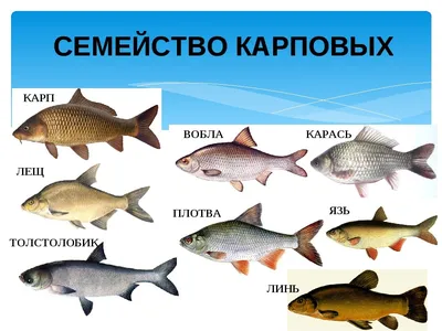 Чем полезно и вредно мясо речной рыбы | fishcom.online