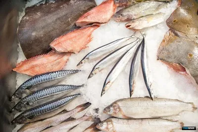 Список вредных видов рыбы, которую лучше не есть - 11 апреля 2021 -  Фонтанка.Ру