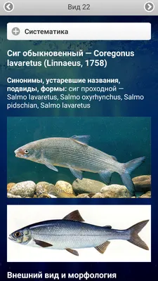 🐟Пресноводные рыбы... - Онлайн-школа биологии - egebio.ru | Facebook