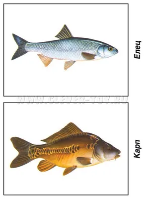 Рыбы речные и озерные — 40 видов с фото
