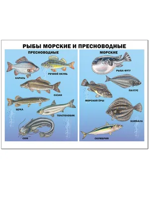 Лещ - Fishmarket - Пресноводные рыбы