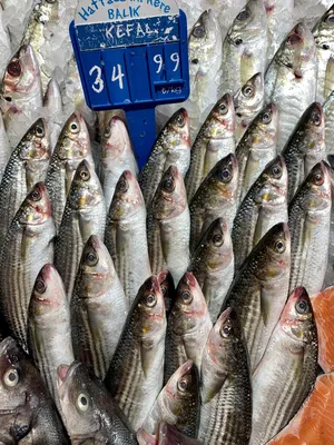 Пресноводные рыбы России: с фото и названиями, речная рыба