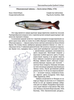 Особенности национальной рыбы в Турции | Пикабу