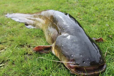 Пресноводная рыба России: виды, речные и озерные хищники как объекты рыбалки