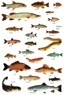 Плакат \"Пресноводные рыбы\" А2 (1230181) - Купить по цене от 35.09 руб. |  Интернет магазин SIMA-LAND.RU