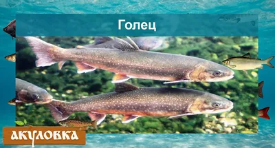 Речная промысловая рыба - картинки и фото poknok.art