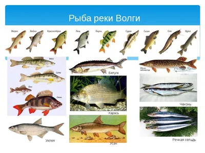 ВОТ ЭТО ГРОМАДИНЫ! Самые крупные пресноводные рыбы России | Рыбалка с  Денчиком | Дзен