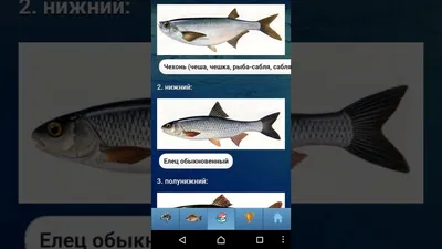 Настольная игра Рыбы морские и пресноводные Бурдина С.В. 11781431 купить в  интернет-магазине Wildberries