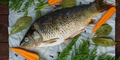 Какие редкие рыбы-краснокнижники водятся в полесских водоёмах –  Медиа-Полесье – новости и реклама Пинска, Лунинца, Столина