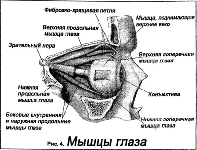 Сердечная помощь: что делать при инфаркте – Москва 24, 10.06.2016