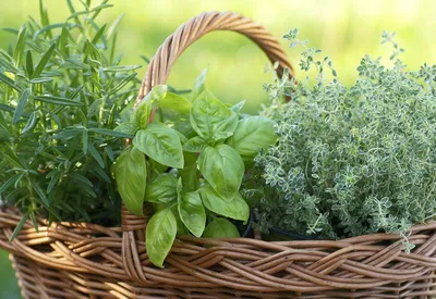 Из трав и специй: 7 способов вырастить пышную и простую клумбу на вашей даче  | ivd.ru