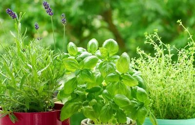 Аптекарский огород: как вырастить пряности, базилик, тимьян, петрушку,  укроп, когда сажать зелень на огород - 12 мая 2023 - НГС
