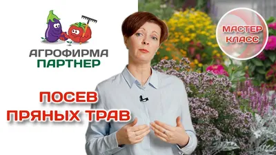 Какие овощи и пряные травы можно вырастить дома на подоконнике — читать на  Gastronom.ru