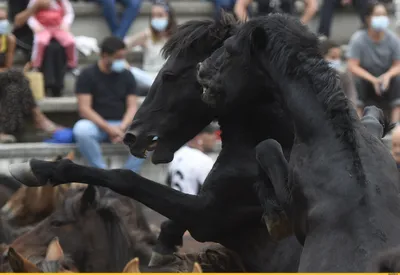 Five stranded on horse tail | Лошадиные прически, Лошадиная грива,  Фотографии лошадей