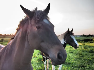 Пин от пользователя Ana Rojo на доске Horses