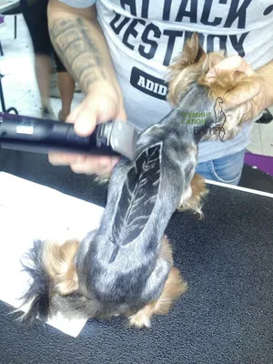 маленькая собака ши тцу с длинными волосами сидит в маленькой круглой  корзине, стрижки для собак фото, стрижка волос, волосы фон картинки и Фото  для бесплатной загрузки
