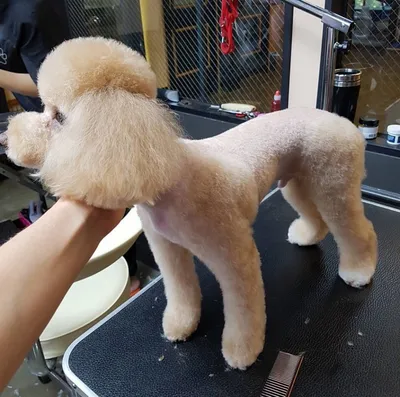 Пудель азиатский стиль (23 фото) | Dog haircuts, Poodle grooming, Toy  poodle haircut