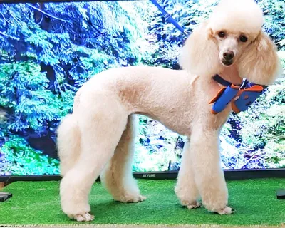 СТРИЖКА ПУДЕЛЯ 🐩 от 970 ₽ | Салон Groom Красноярск