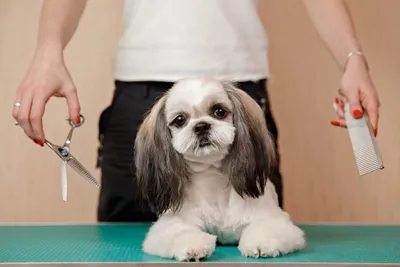 Стрижка ши тцу - цена в груминг салоне Barber Pet в Киеве