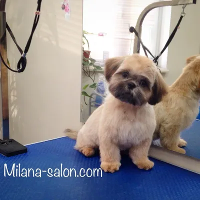 Dog with a ponytail | Shih tzu hair styles, Shih tzu haircuts, Cute dogs