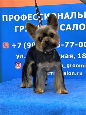 Как подобрать стрижку своему Йорку | Beauty Dog