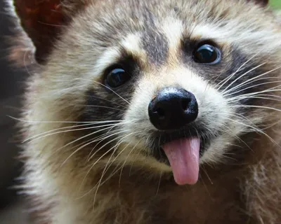 Cмешные ЕНОТЫ #3 / Приколы с ЕНОТАМИ 2020 / Funny Raccoons - YouTube