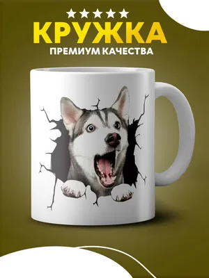 хаски (husky, сибирская хаски, сибирский хаски, ) :: шапка из кота ::  собака (собакен, песель, пес) :: котэ (прикольные картинки с кошками) /  смешные картинки и другие приколы: комиксы, гиф анимация, видео, лучший  интеллектуальный юмор.