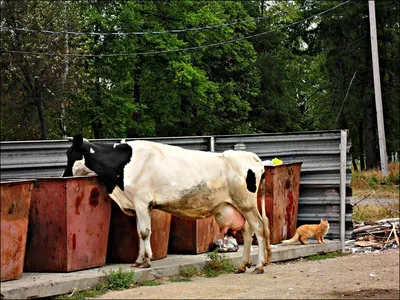 Группа компаний \"Фермент\" - 💡 ИНТЕРЕСНЫЕ ФАКТЫ О КОРОВАХ - 🐮 Зоологи  различают в коровьем мычании 11 уникальных \"мелодий\". 🐮 Глаза обеспечивают  корове обзор практически в 360 градусов, что является способом защиты