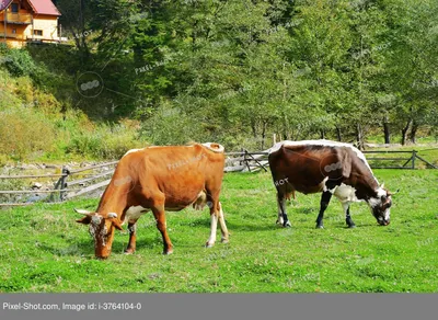 Удивительный мир коров. Узнаём о их жизни | Татьяна Корелова | Дзен