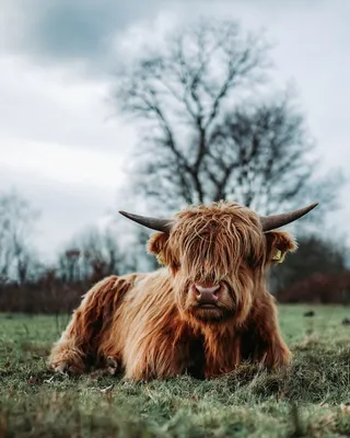 смешное лицо коровы крупным планом Стоковое Фото - изображение  насчитывающей сезон, санта: 223118208