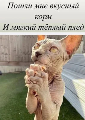 Мемы, юмор, сфинкс, кошки | Мемы, Кошки, Сфинкс