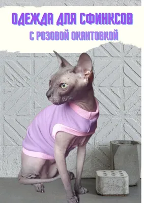 Одежда для кошек сфинксов и собак - купить с доставкой по выгодным ценам в  интернет-магазине OZON (821559735)