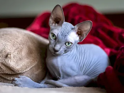 Одежда для кошек и котов сфинкс, толстовка для сфинксов, размер 30 (длина  спины 30см), цвет серый меланж - купить с доставкой по выгодным ценам в  интернет-магазине OZON (422859482)