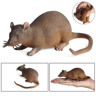 Прикольные фото мышей и крыс фото