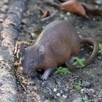 Искусственная Реалистичная мышь SmallRat, 1 шт., искусственные игрушки для  подарка на Хэллоуин, декоративные розыгрыши, Новые забавные игрушки TPR |  AliExpress