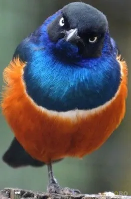 Прикольная, смешная птица сидит на …» — создано в Шедевруме