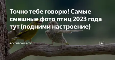 Точно тебе говорю! Самые смешные фото птиц 2023 года тут (подними  настроение) | Российское фото | Дзен
