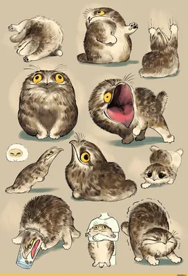 козодой :: submori_521 :: арт :: птицы :: кот :: artist / смешные картинки  и другие приколы: комиксы, гиф анимация, видео, лучший интеллектуальный  юмор.