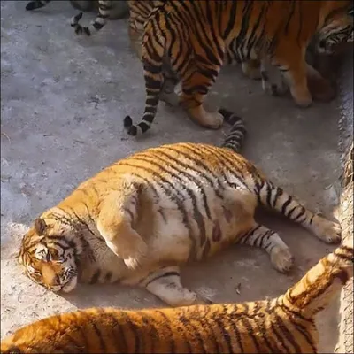 В Китайском зоопарке тигры сильно растолстели | Прикол.ру - приколы,  картинки, фотки и розыгрыши!